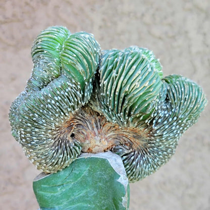 Geohintonia mexicana f. cristata