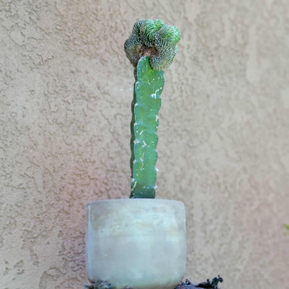 Geohintonia mexicana f. cristata