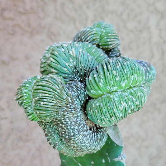 Geohintonia mexicana f. cristata