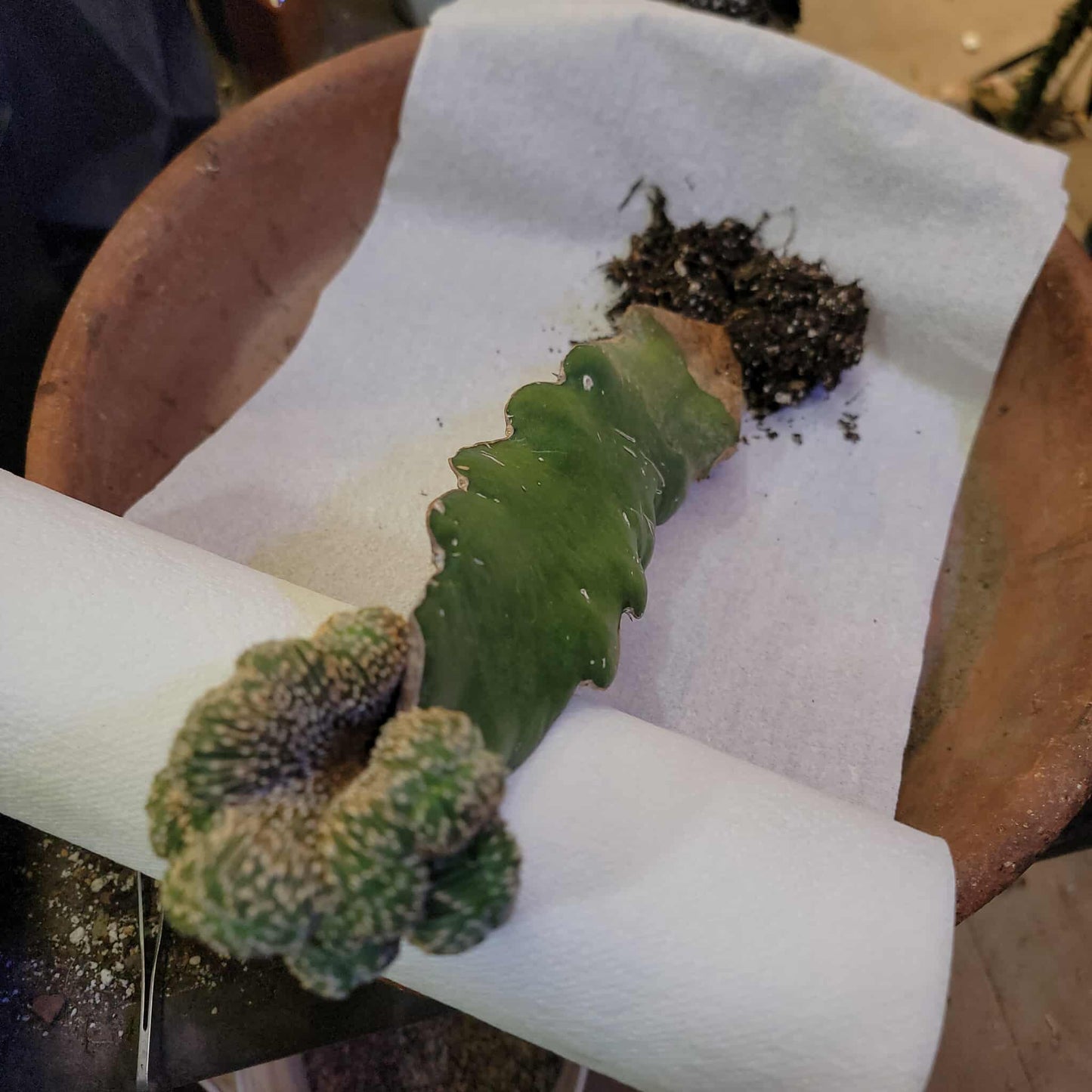 Geohintonia mexicana f. cristata