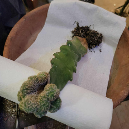 Geohintonia mexicana f. cristata