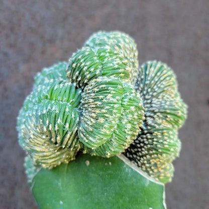 Geohintonia mexicana f. cristata