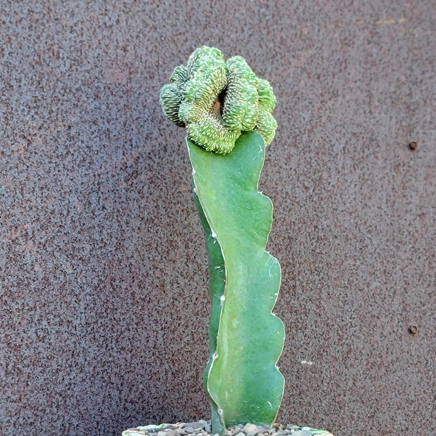 Geohintonia mexicana f. cristata