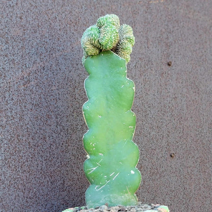 Geohintonia mexicana f. cristata