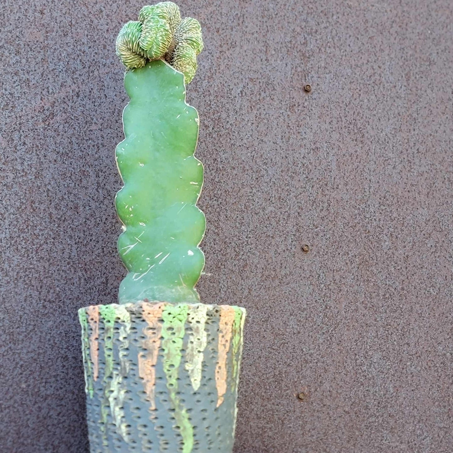 Geohintonia mexicana f. cristata