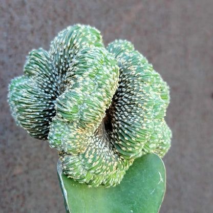 Geohintonia mexicana f. cristata