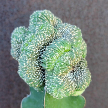 Geohintonia mexicana f. cristata