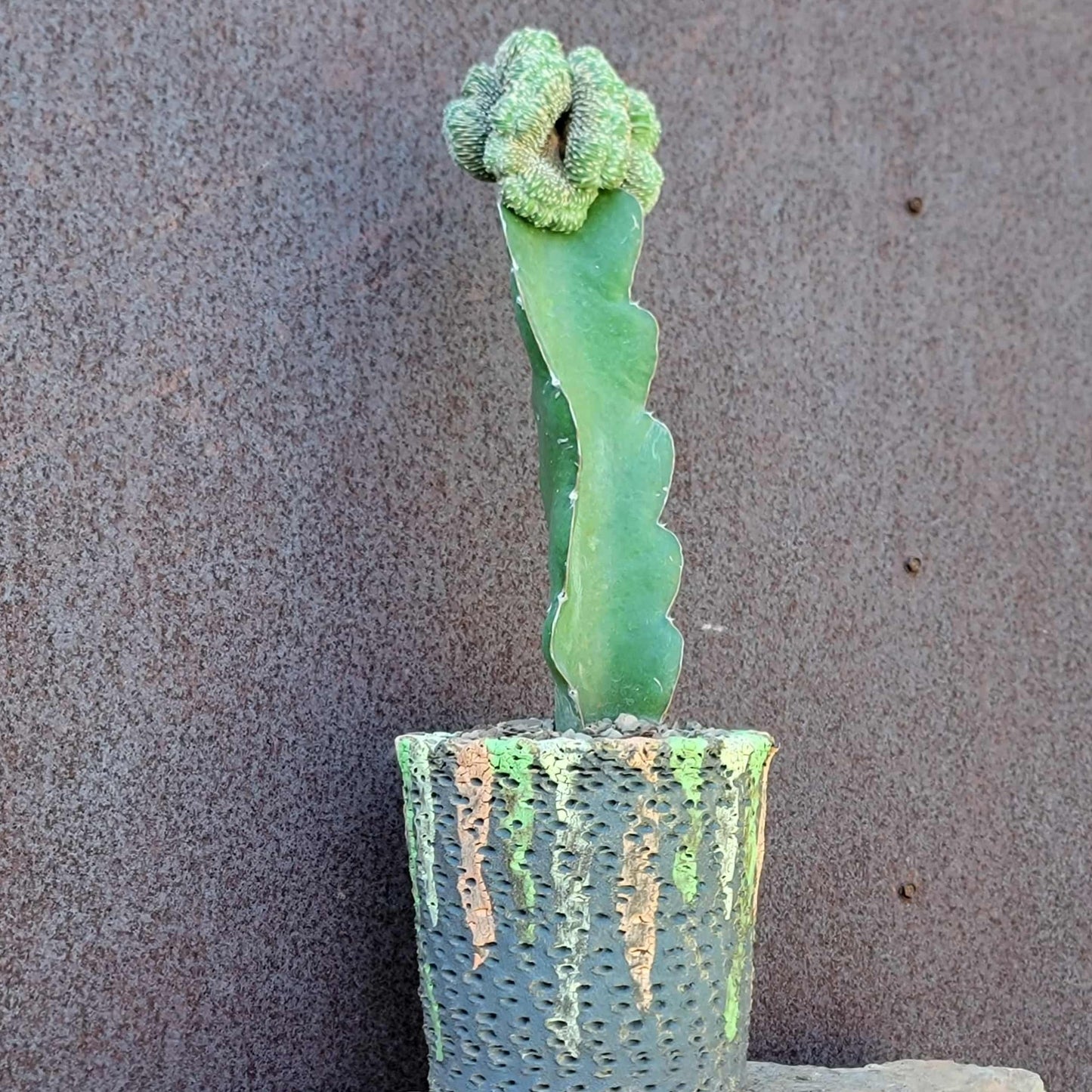 Geohintonia mexicana f. cristata