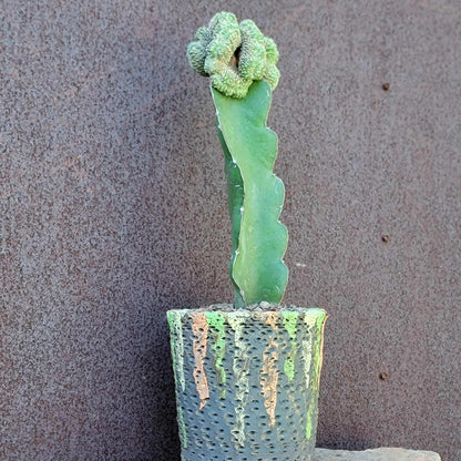 Geohintonia mexicana f. cristata