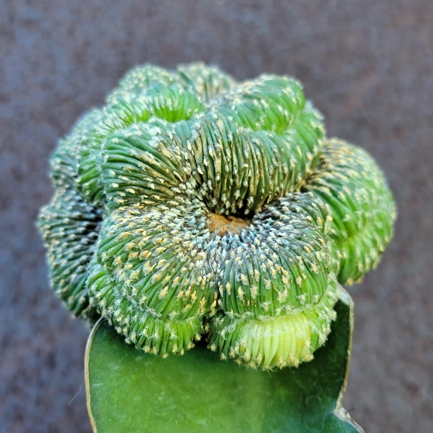 Geohintonia mexicana f. cristata