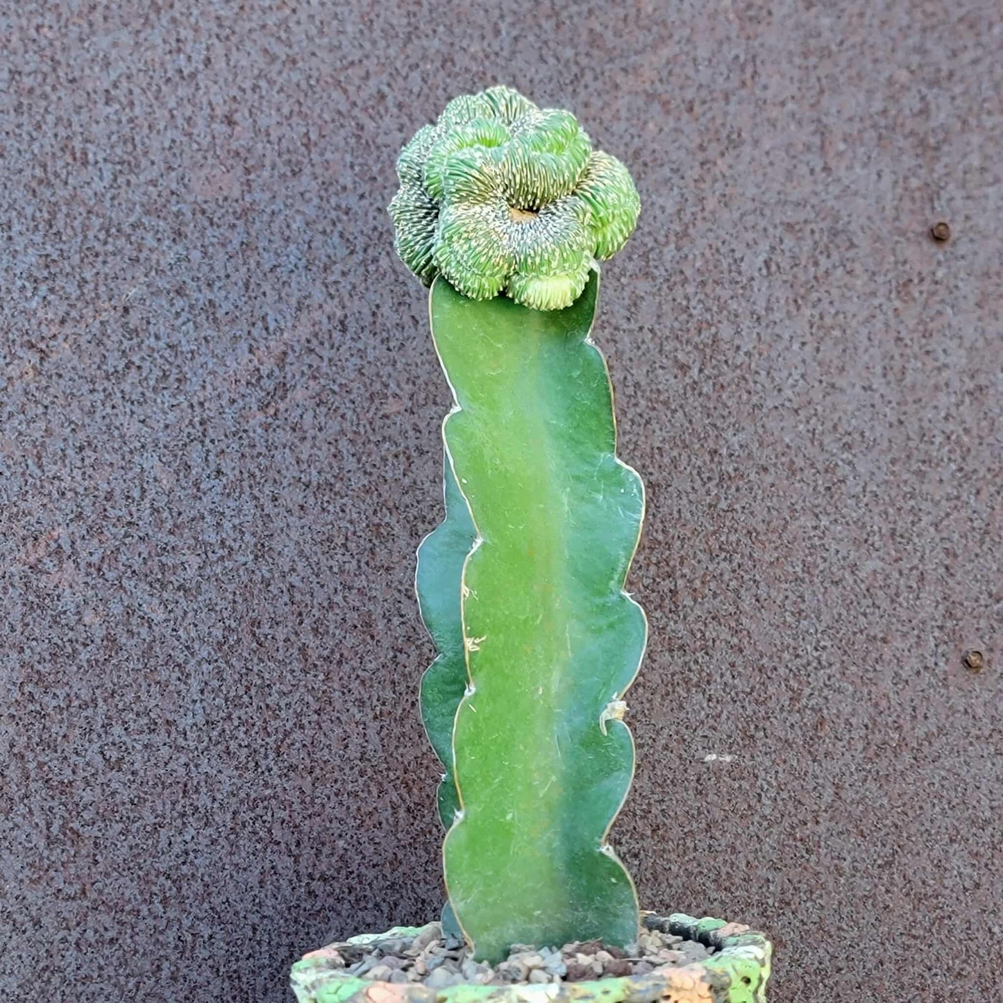 Geohintonia mexicana f. cristata