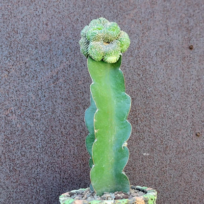 Geohintonia mexicana f. cristata