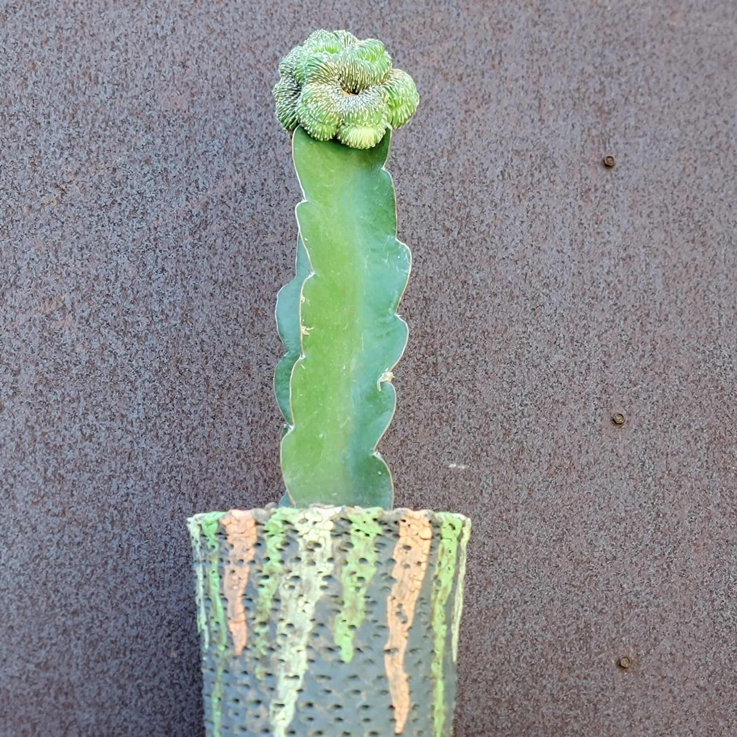 Geohintonia mexicana f. cristata