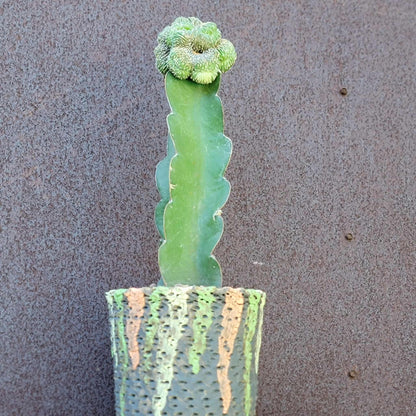 Geohintonia mexicana f. cristata