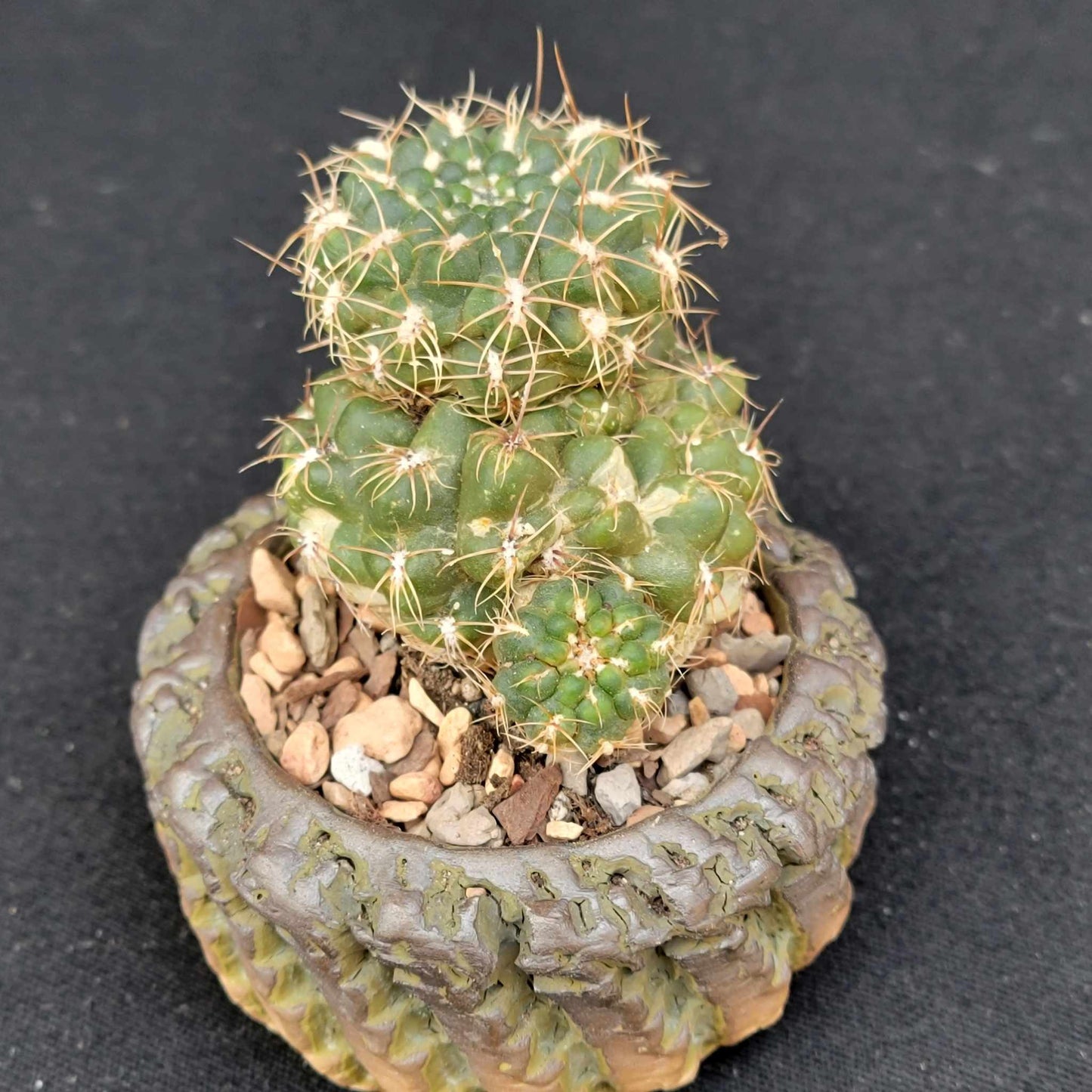 Gymnocalycium Bruchii - Frailea bruchii