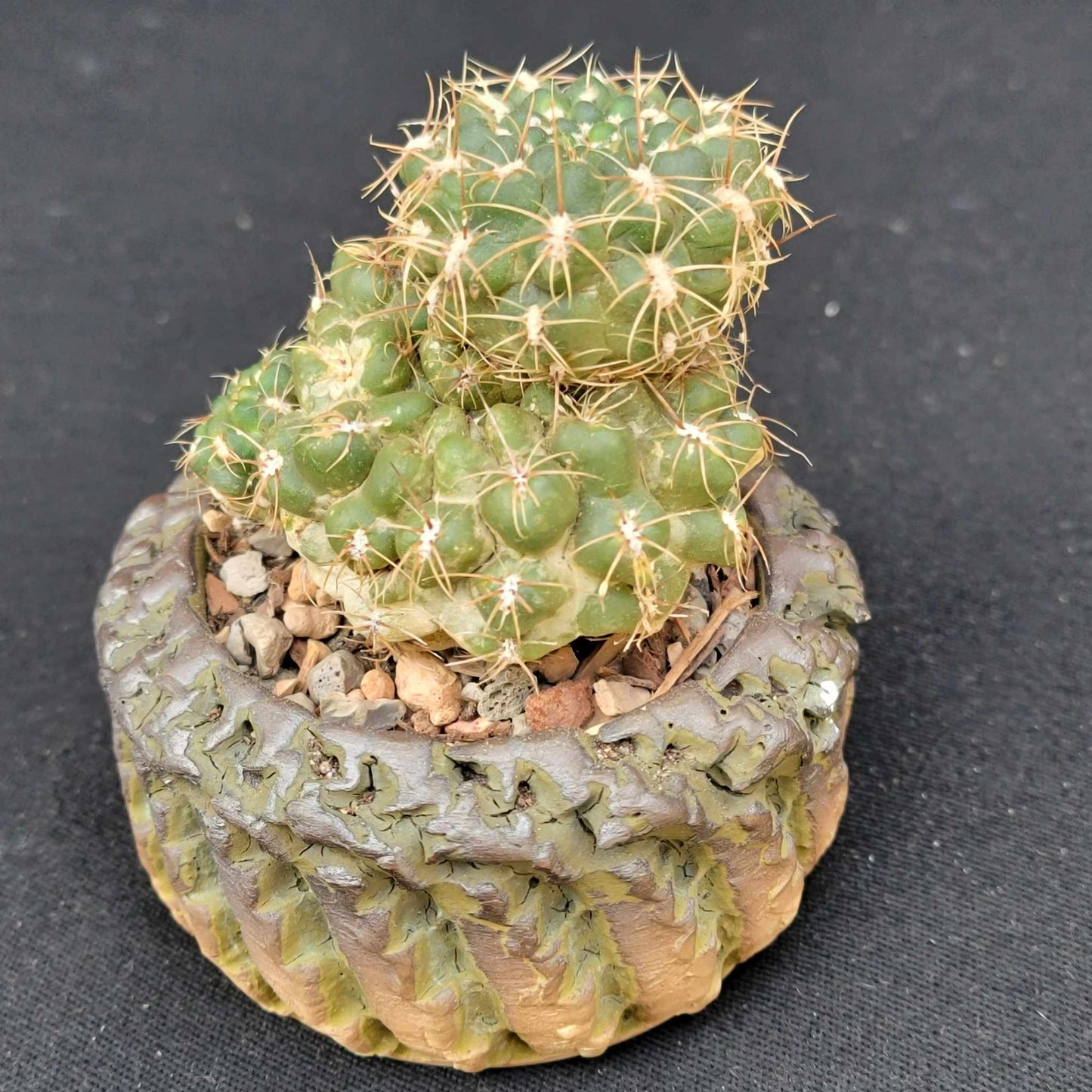 Gymnocalycium Bruchii - Frailea bruchii