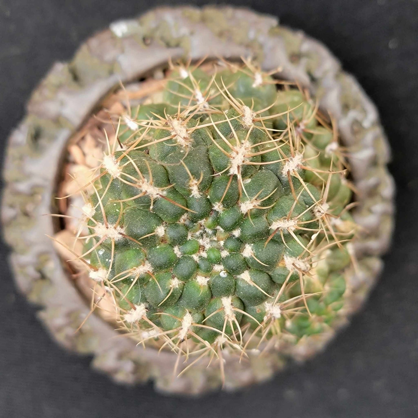 Gymnocalycium Bruchii - Frailea bruchii