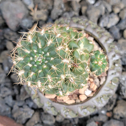 Gymnocalycium Bruchii - Frailea bruchii