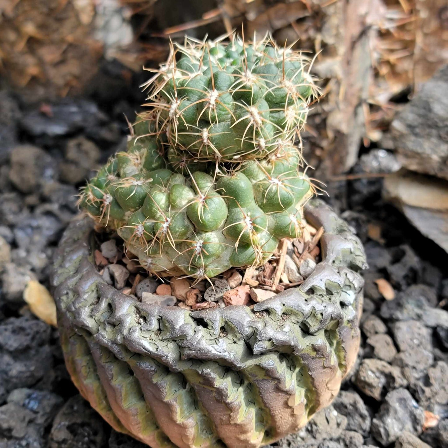 Gymnocalycium Bruchii - Frailea bruchii