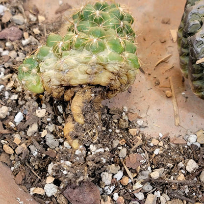 Gymnocalycium Bruchii - Frailea bruchii