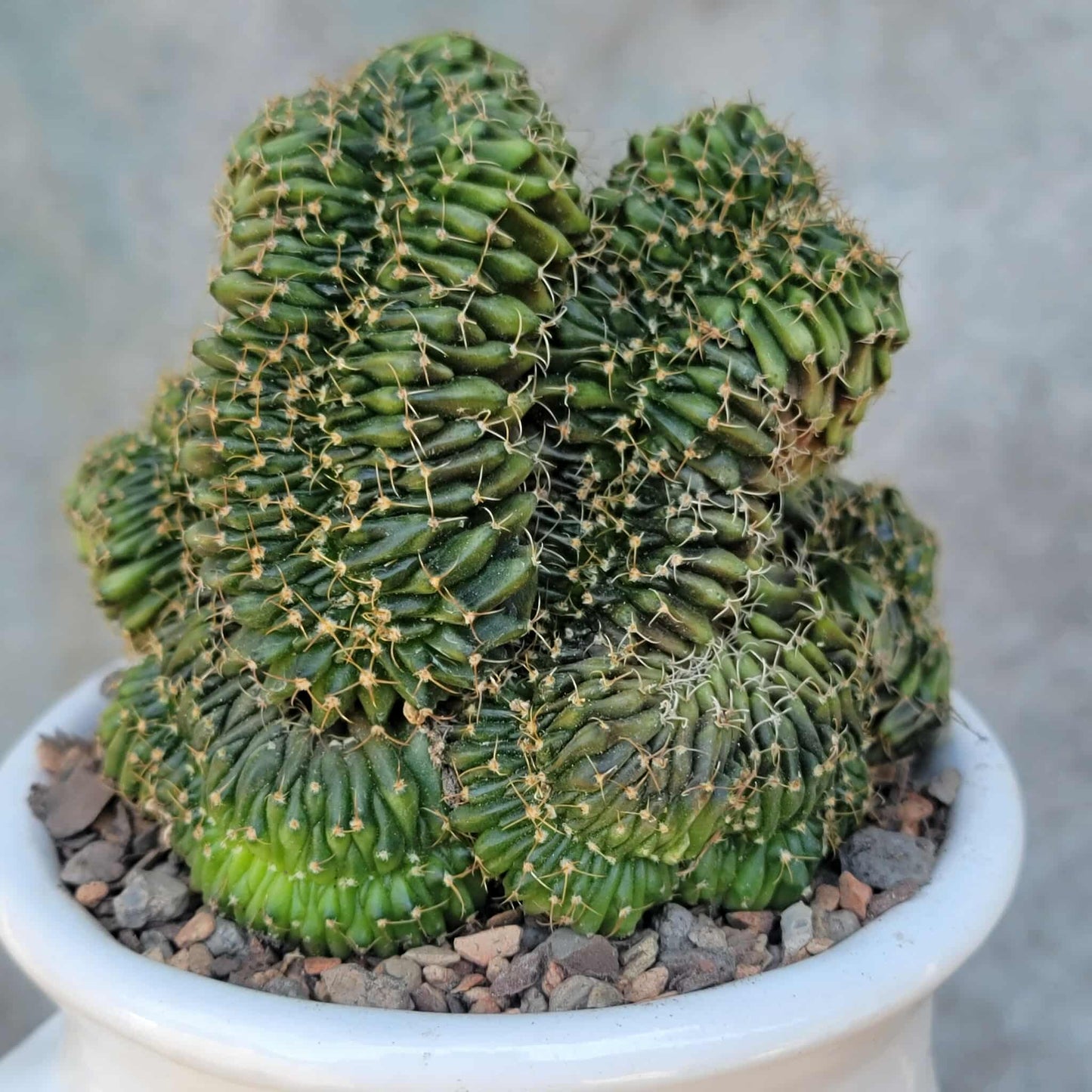 Gymnocalycium Mihanovichii f. cristata variegata