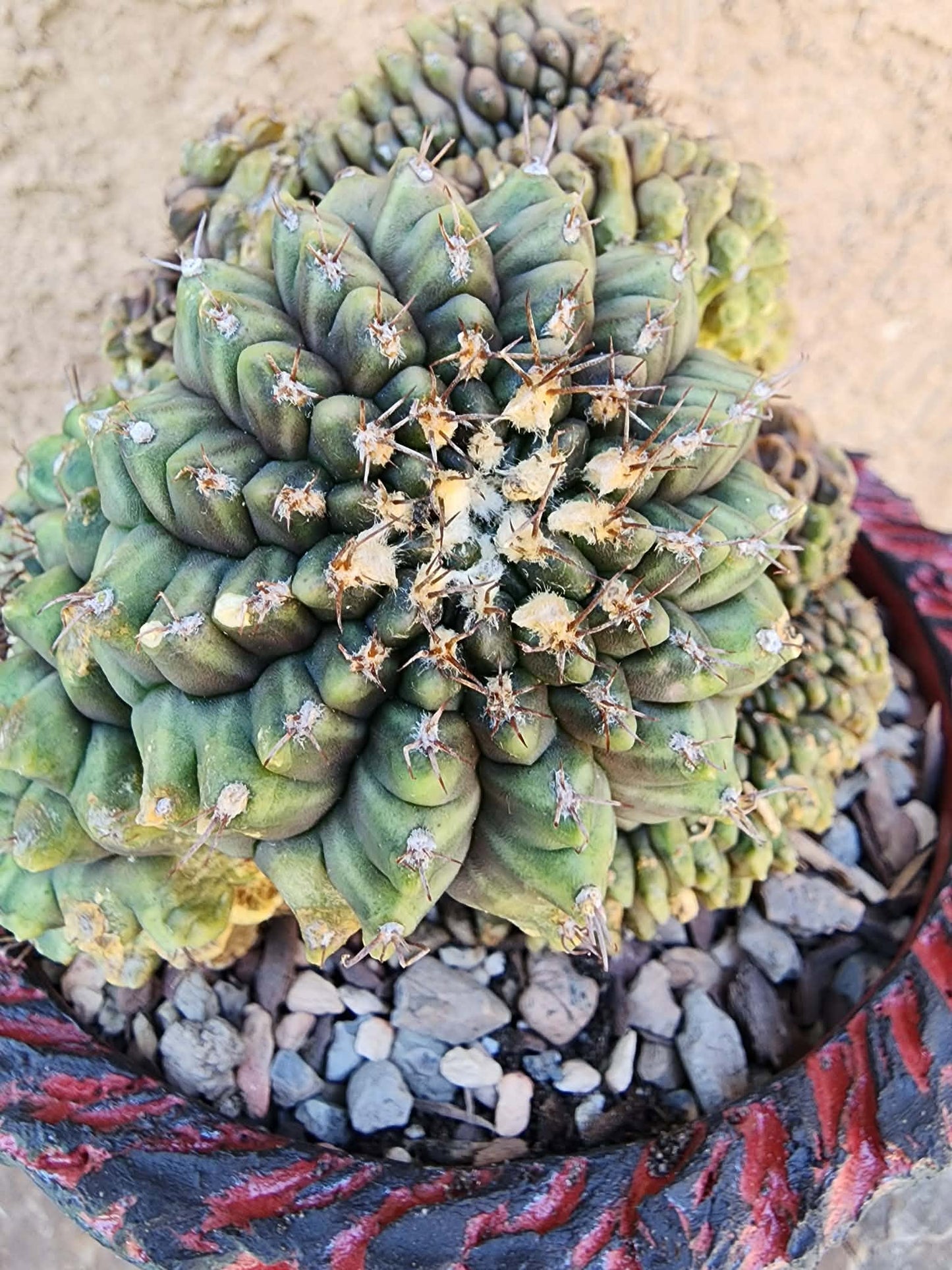 Gymnocalycium Mihanovichii f. cristata variegata - Last one!