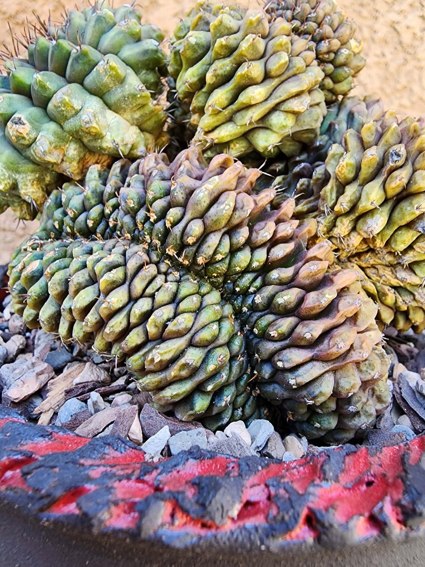 Gymnocalycium Mihanovichii f. cristata variegata - Last one!