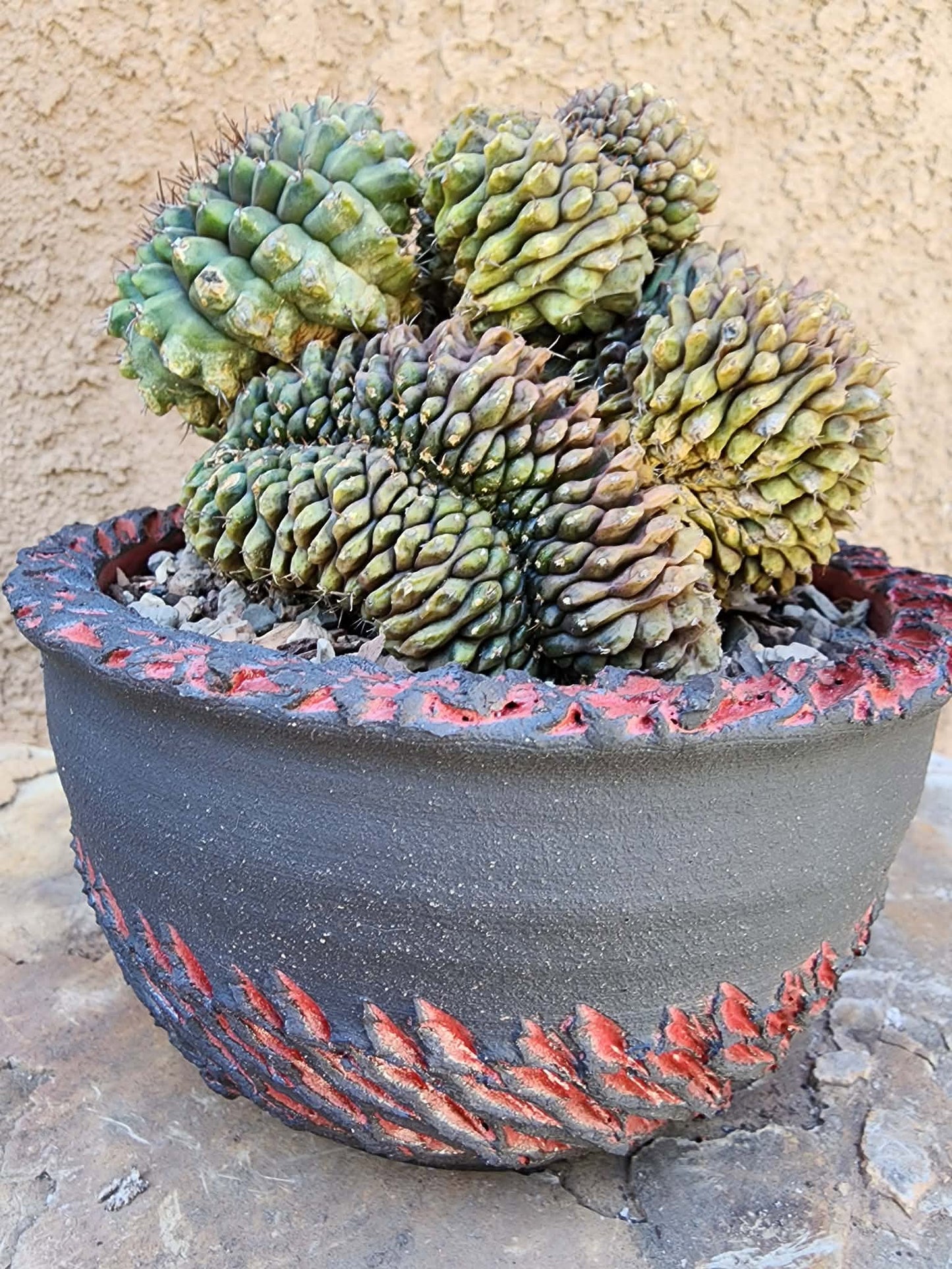 Gymnocalycium Mihanovichii f. cristata variegata - Last one!