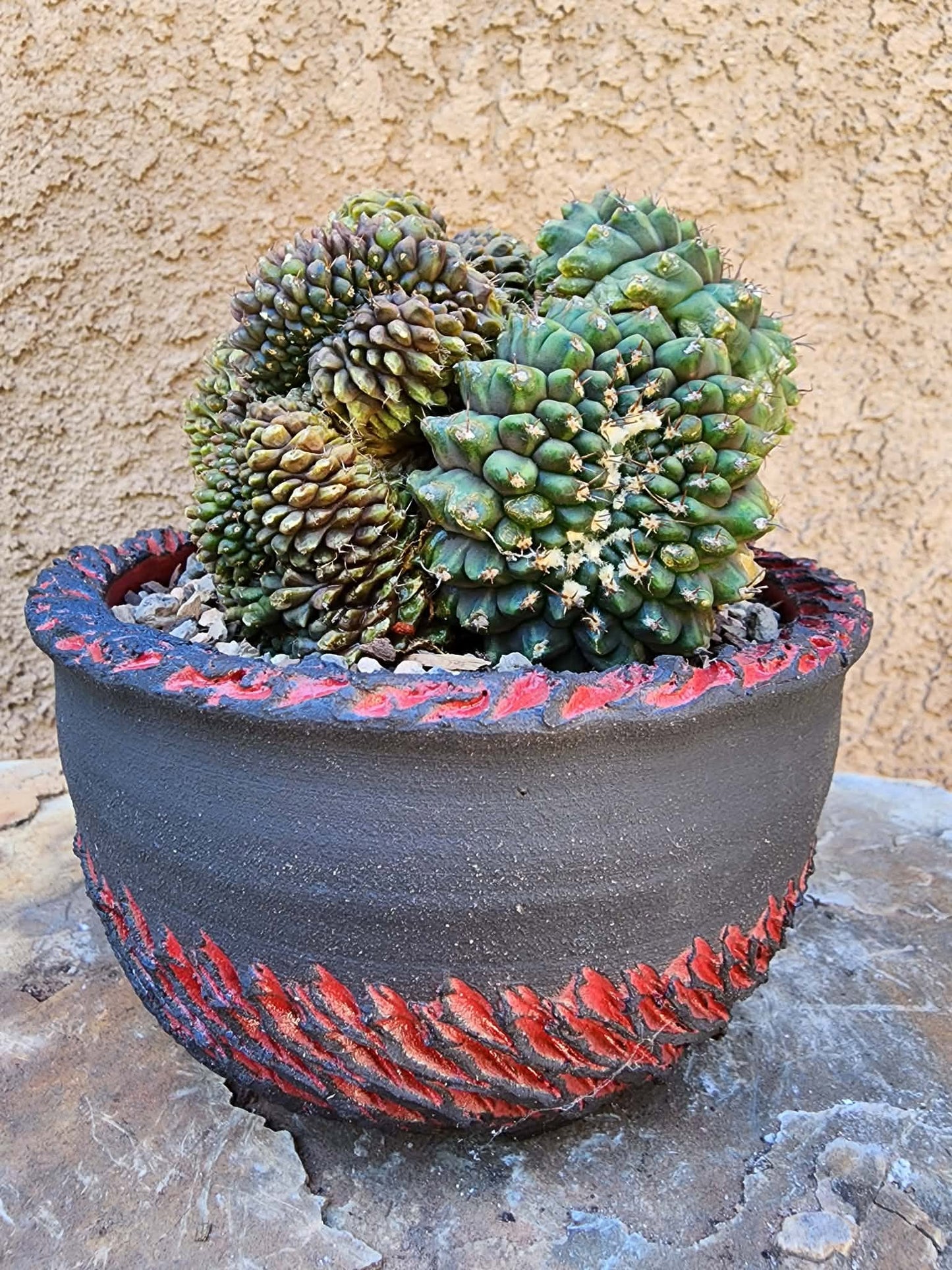 Gymnocalycium Mihanovichii f. cristata variegata - Last one!