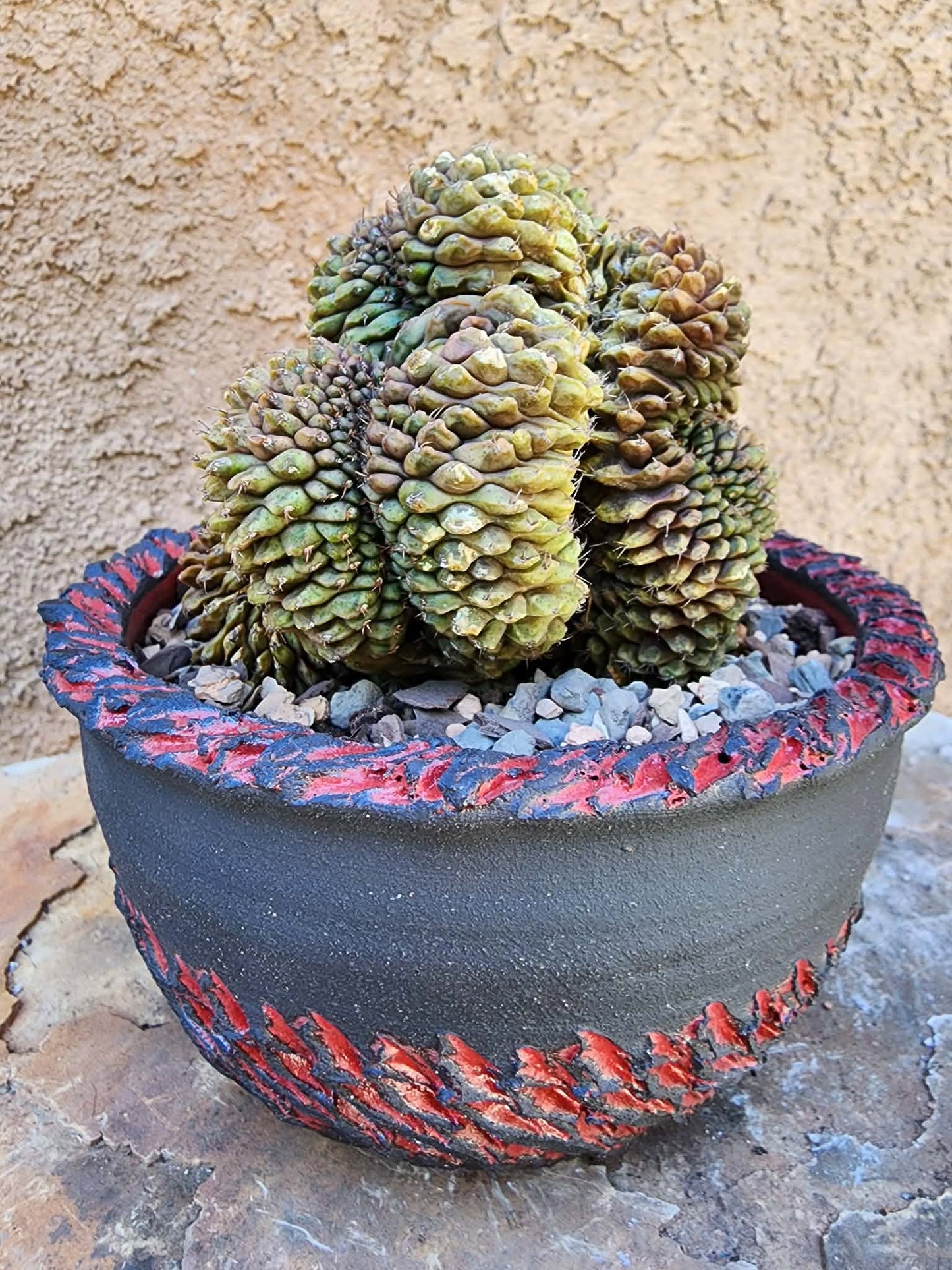 Gymnocalycium Mihanovichii f. cristata variegata - Last one!