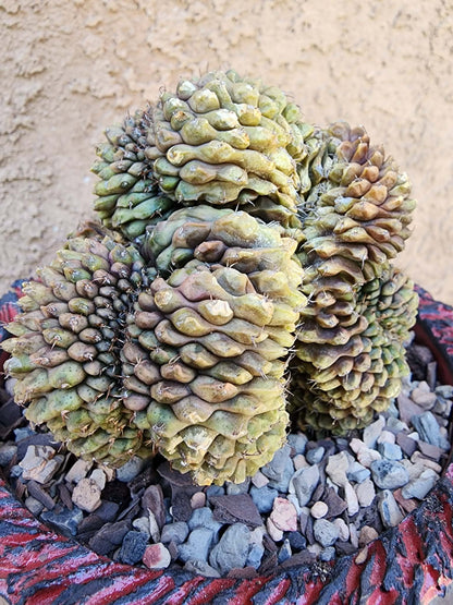 Gymnocalycium Mihanovichii f. cristata variegata - Last one!
