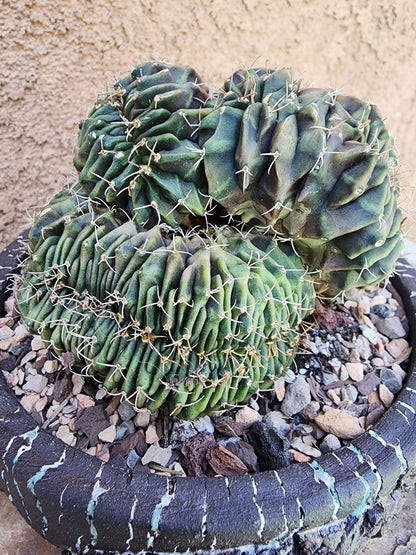 Gymnocalycium Mihanovichii f. cristata variegata