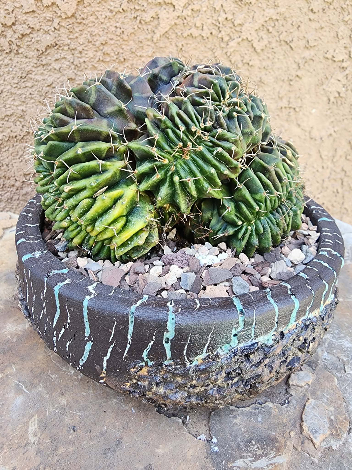 Gymnocalycium Mihanovichii f. cristata variegata
