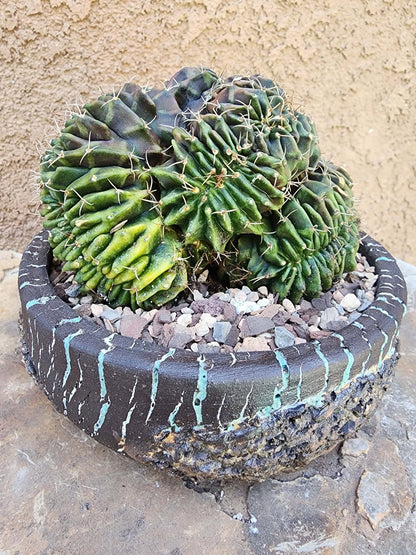 Gymnocalycium Mihanovichii f. cristata variegata