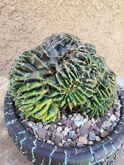 Gymnocalycium Mihanovichii f. cristata variegata
