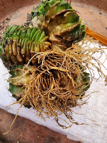 Gymnocalycium Mihanovichii f. cristata variegata