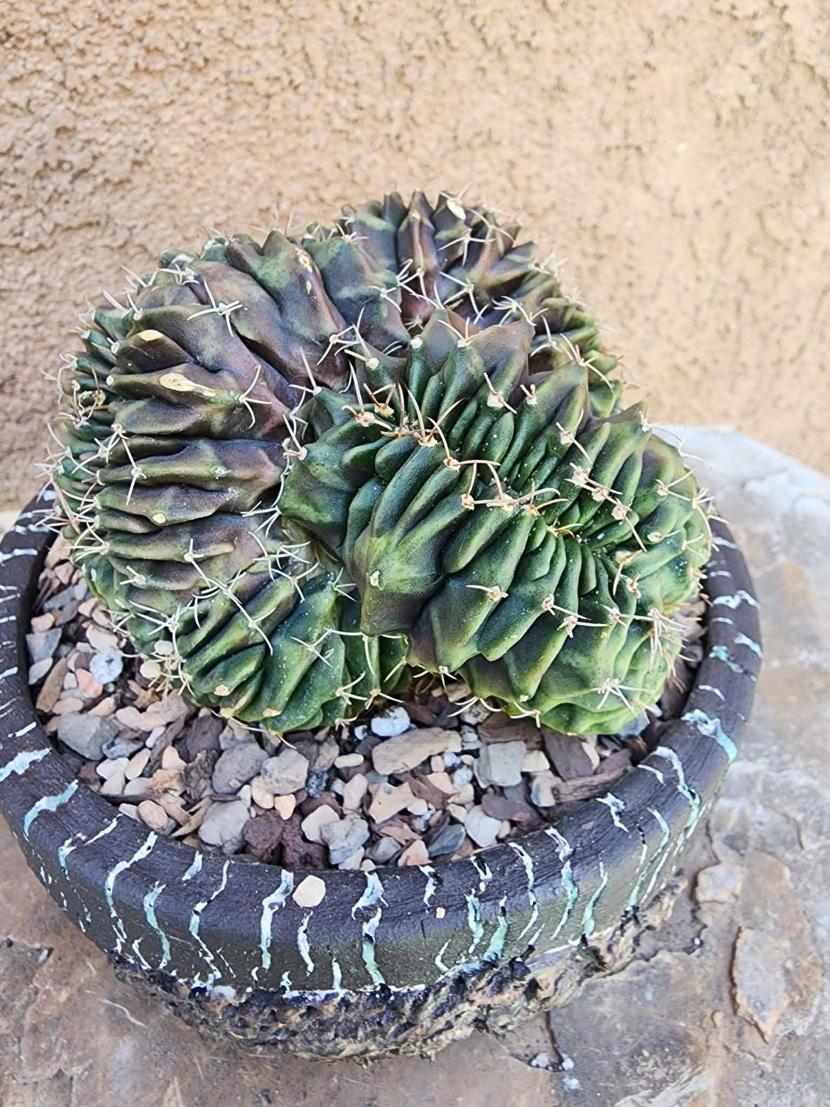 Gymnocalycium Mihanovichii f. cristata variegata