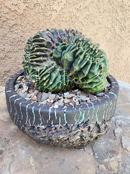 Gymnocalycium Mihanovichii f. cristata variegata