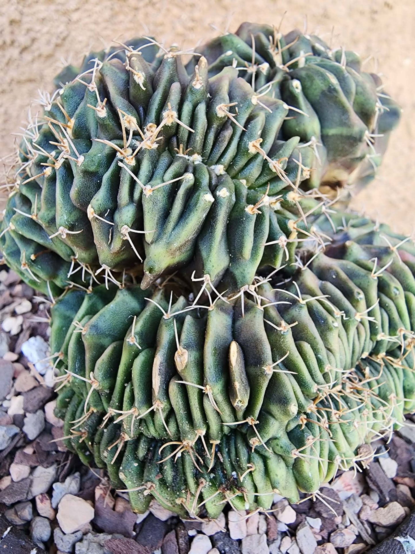 Gymnocalycium Mihanovichii f. cristata variegata