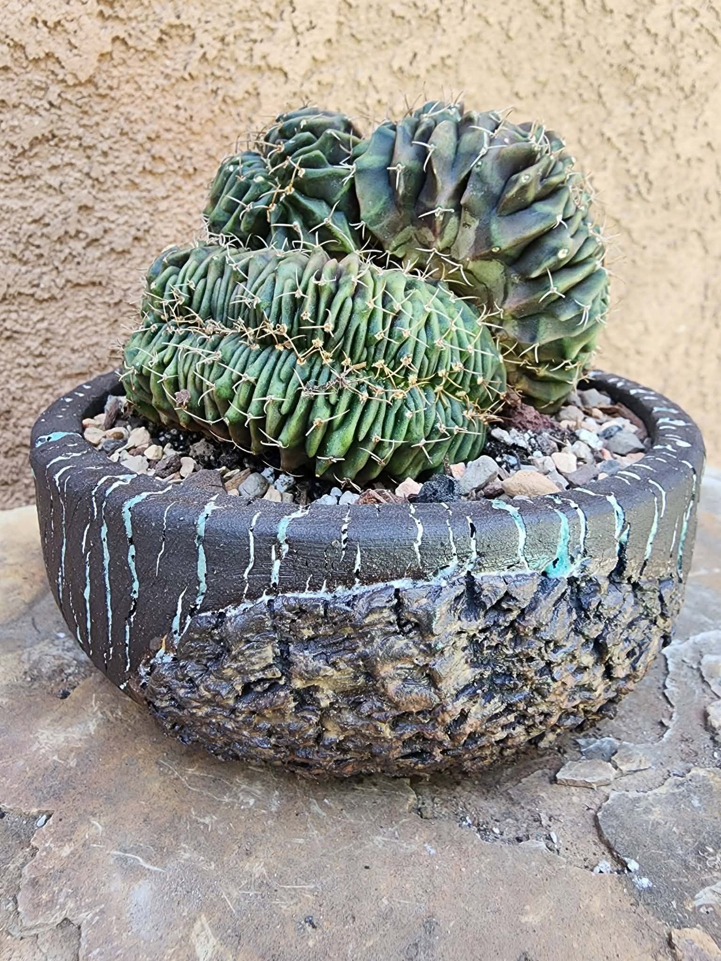 Gymnocalycium Mihanovichii f. cristata variegata