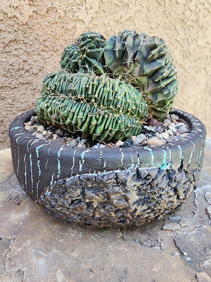Gymnocalycium Mihanovichii f. cristata variegata