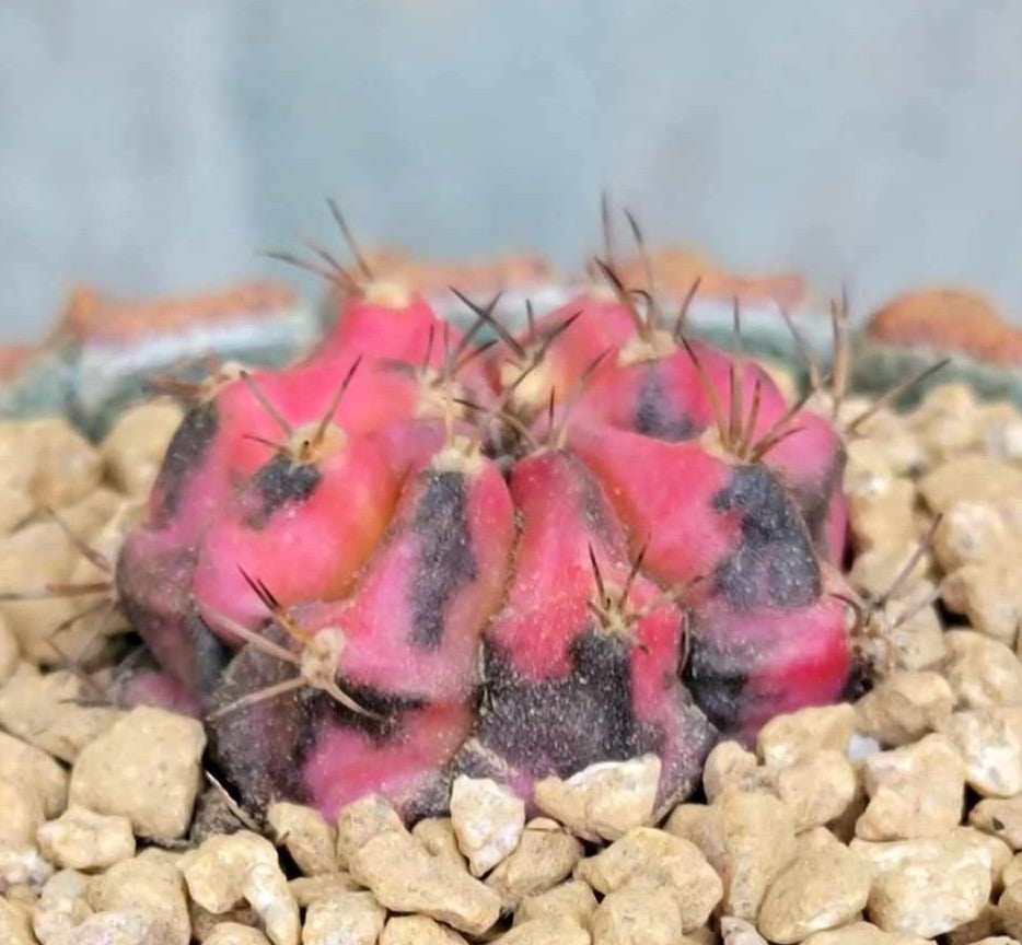 Gymnocalycium Mihanovichii variegata
