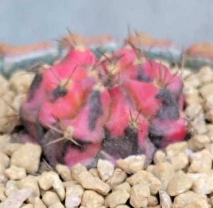 Gymnocalycium Mihanovichii variegata