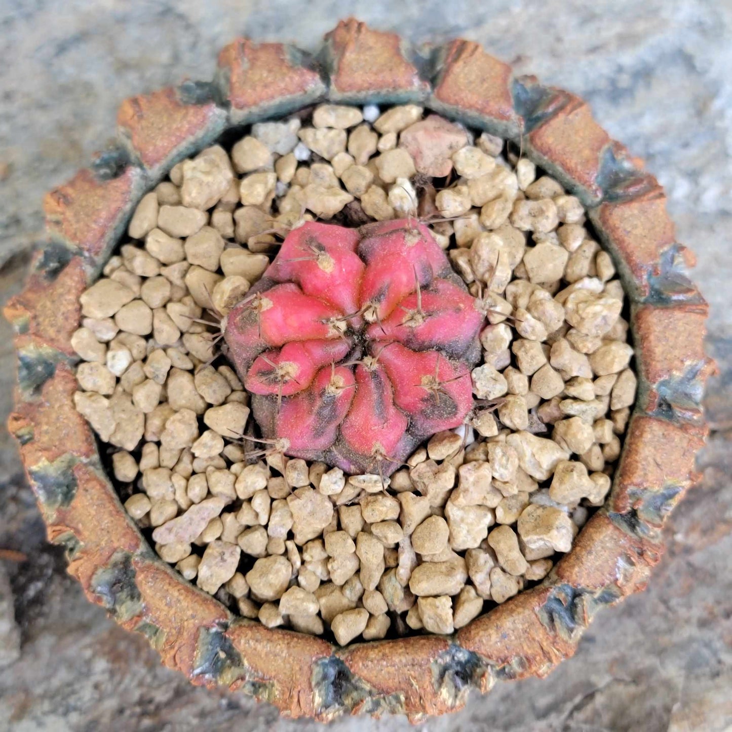 Gymnocalycium Mihanovichii variegata