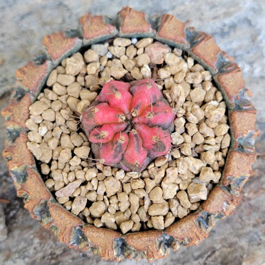 Gymnocalycium Mihanovichii variegata