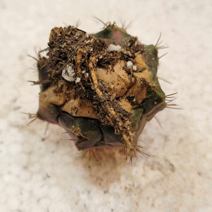 Gymnocalycium Mihanovichii variegata