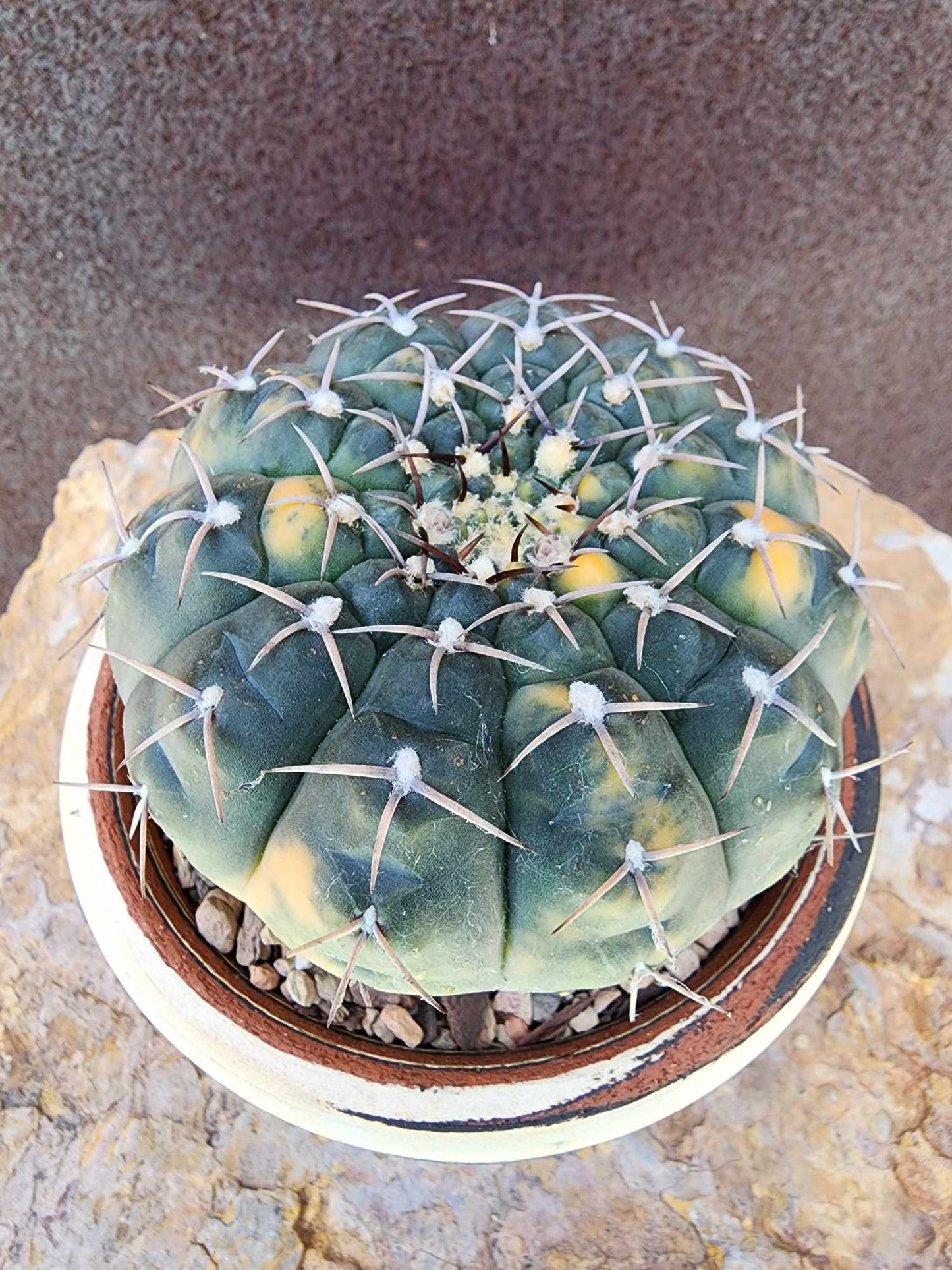 Gymnocalycium Ochoterenae variegata - Seed Grown