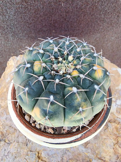 Gymnocalycium Ochoterenae variegata - Seed Grown
