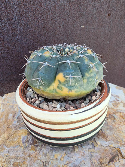 Gymnocalycium Ochoterenae variegata - Seed Grown