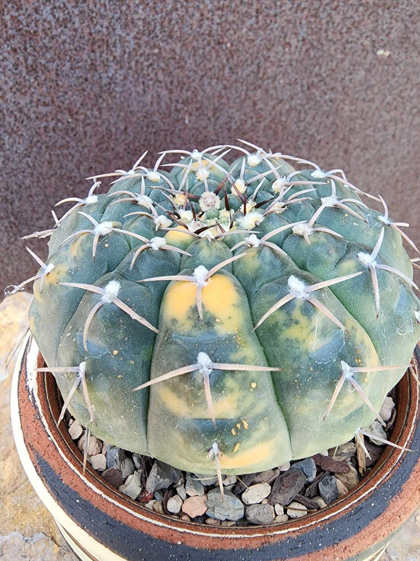 Gymnocalycium Ochoterenae variegata - Seed Grown